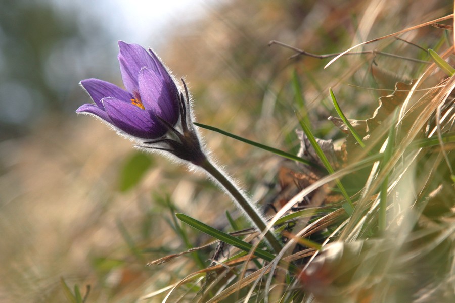 hrdo-a-pekne-zostra-na-l�ip-1170m-